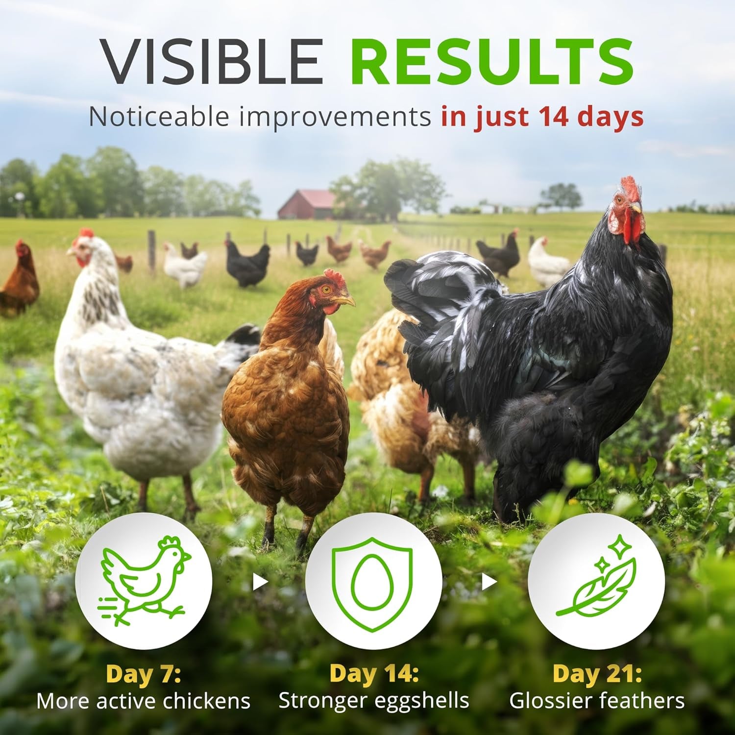 Herb Supplement for Backyard Chickens - Natural Chicken Treats, Poultry Feed Botanical Mix, Plant-Based Coop Snacks for Daily Wellness, Feather Quality, Egg Production, USA (12 Oz)