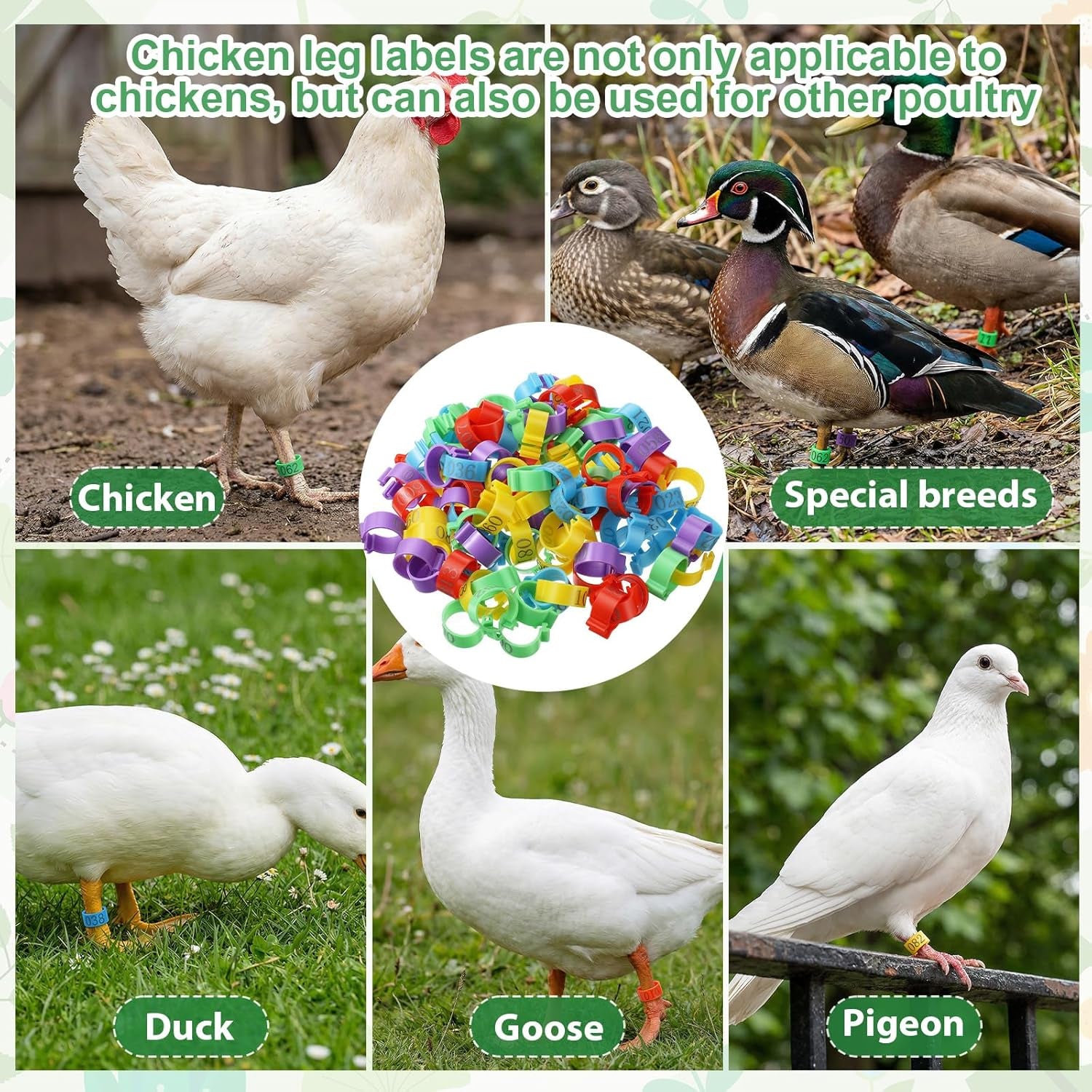 100 Pcs 16Mm Chicken Leg Bands, Adjustable Poultry Tags with 5 Colors Color-Coded Leg Bands Chicken Coop Accessories for Ducks Bantam Guinea Pigeons Goose Gamefowl