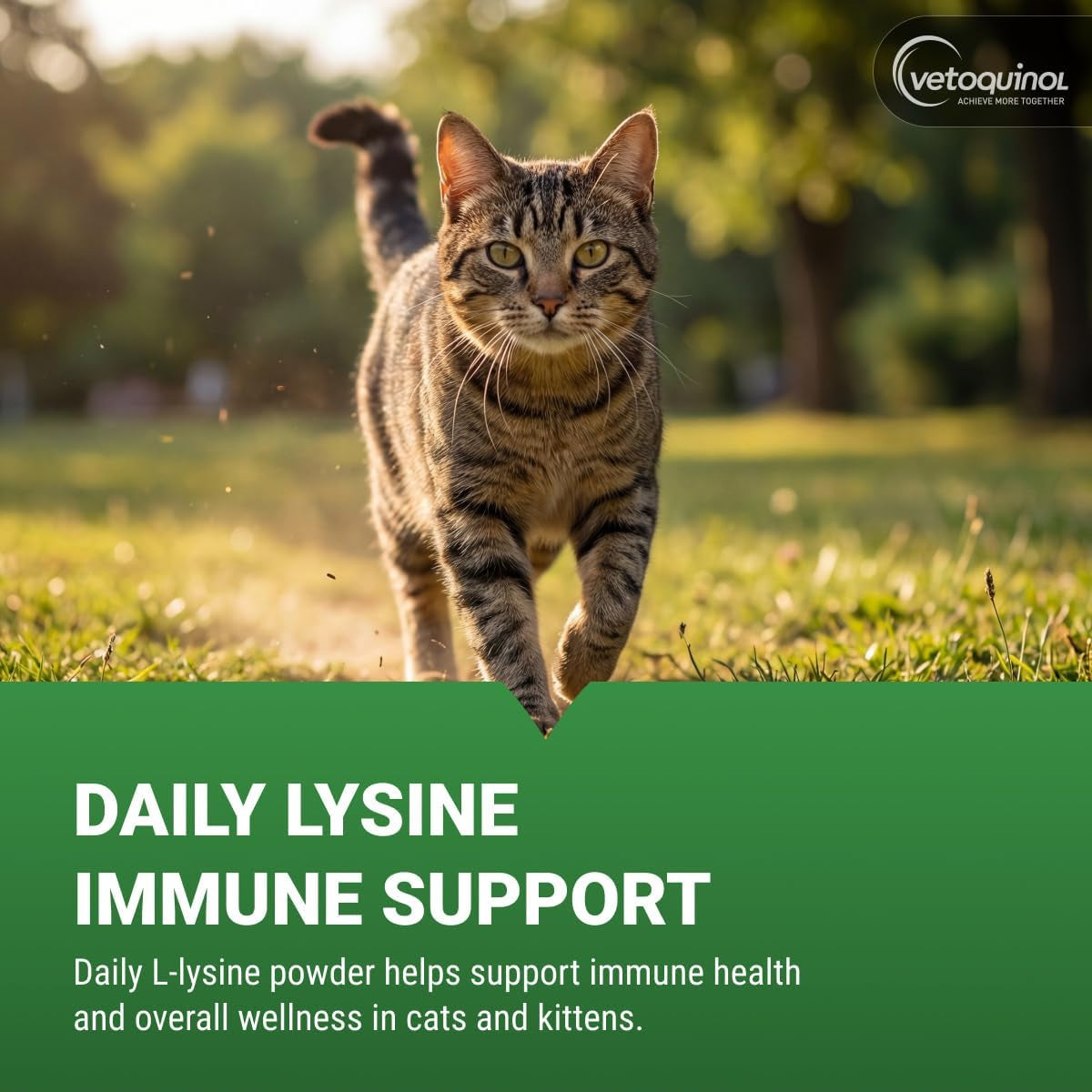 Viralys - Lysine Supplement for Cats & Kittens - Supports Eye Wellness, Respiratory Health & Immune Strength - Flavored Oral Powder for Easy Feeding & Daily Use - 100 Grams