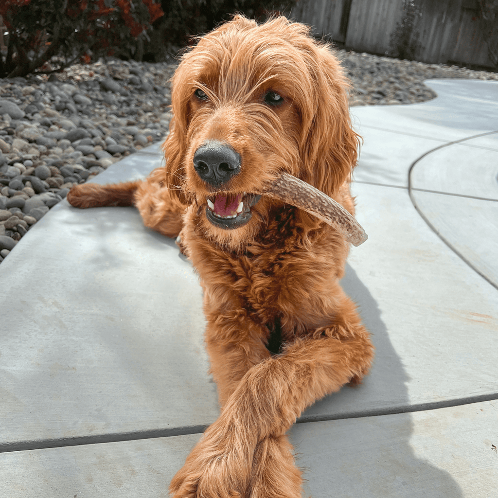 Elk Antler Dog Chews | All-Natural Whole and Split Elk Antler Chews for Dogs